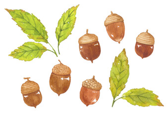 どんぐり　水彩 © perisuta