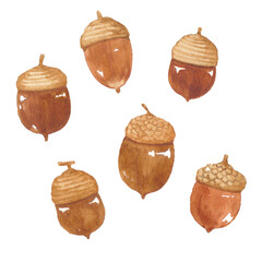 どんぐり　水彩 © perisuta