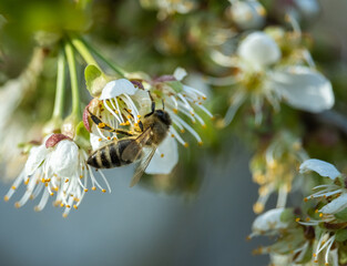 Bee drinking nectar from an apple blossom