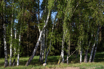 Obraz premium birch trees in a forest