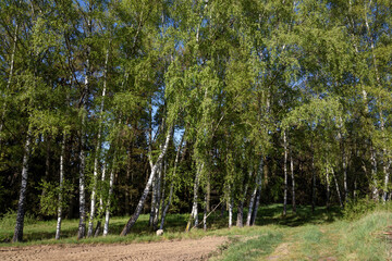 spring in the forest with birch trees