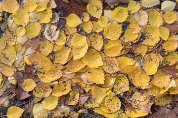 Autumn yellow aspen leaves on forest floor