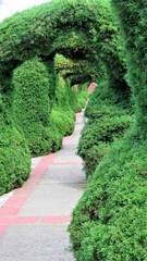 path thru the topiary in the garden