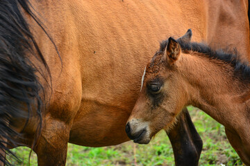 Mother and young horse