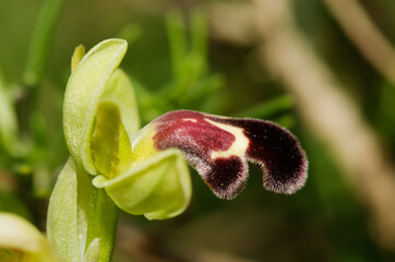 Lateral view of red macula version of an Omega Ophrys flower - Ophrys dyris