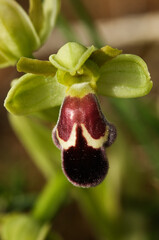 Overview of an Omega Ophrys red flower - Ophrys dyris