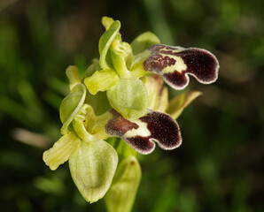 Perspective of two Omega Ophrys flowers - Ophrys omegaifera subsp. dyris