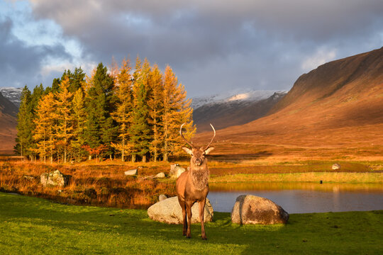 Red deer stag in Glencoe with reflections in water, mountains and trees. Golden hour with dramatic lighting.