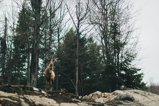 cerf en foret de sapin