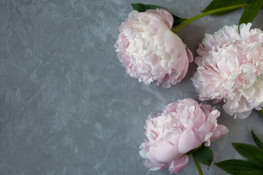 Three pink peonies on a gray stucco background, blur, space for text.