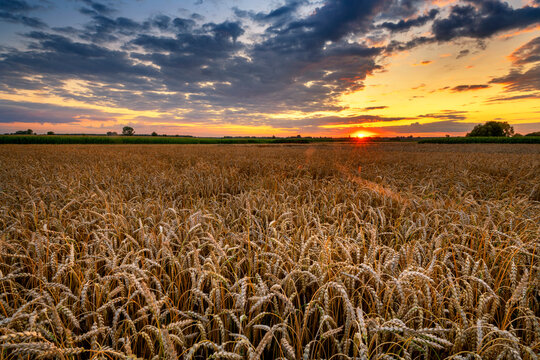 Beautiful summer sunset over fields © Piotr Krzeslak