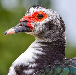 Natureza, animais, pássaros, gato, pato, beija-flor, formigas