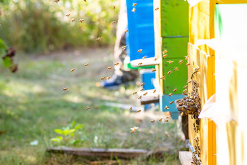 Hives in apiary with bees flying to landing boards in green garden