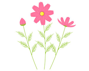 カラフルなコスモスの花のベクターイラスト　