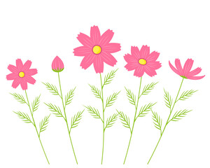 Obraz na płótnie Canvas カラフルなコスモスの花のベクターイラスト　