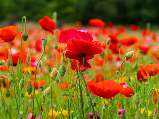 Red and yellow poppy flowers, buds and seed pods in a summer garden