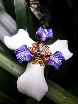Uma flor de Irís - Neomarica caerulea