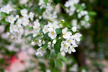 Siberian apple tree, Pallas apple tree, Malus baccata, Apple tree flowers, spring, Russia, plant, flower, white flower, green leaves