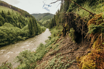 A path with trees on the side of a mountain