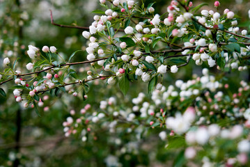 Siberian apple tree, Pallas apple tree, Berry apple tree, Malus baccata, early spring, apple tree flowers, spring, Russia, plant, flower, pink flowers, red flowers, red and white flowers