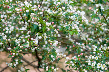 
Siberian apple tree, Pallas apple tree, Berry apple tree, Malus baccata, early spring, apple tree flowers, spring, Russia, plant, flower, pink flowers, red flowers, red and white flowers, green leave