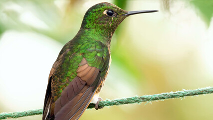 A green bird sitting on a rope