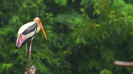 A lone stork in the rain