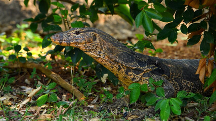 A monitor lizard peeking out of the bushes