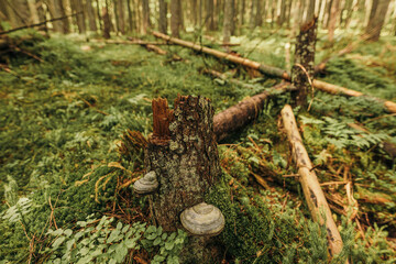 A pile of green grass