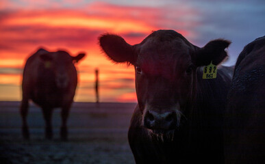 Cattle at sunset