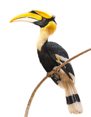 The Great Hornbill on branch on white background.