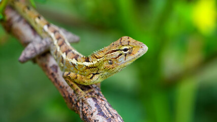 A lizard sitting on a branch