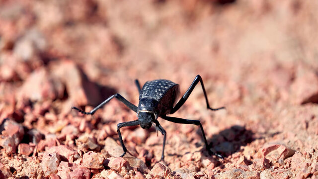 Black Beetle Running On The Ground
