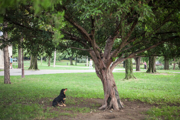 Obraz na płótnie Canvas Lutalica, a typical serbian stray dog, abandoned, sitting and staring at a tree in a park of the city center of Belgrade, in Serbia, which as an important group of abandoned dogs.