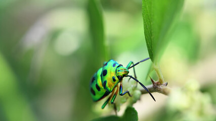 Green beetle on a green background