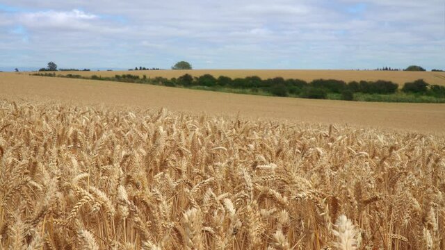 Golden wheat field. Harvested farmland in Timaru, New Zealand. Static shot. Full wheat ears