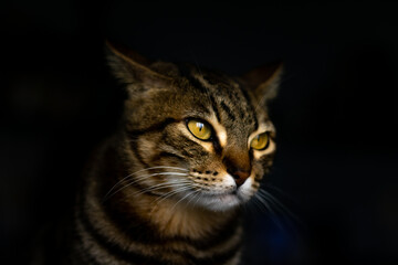 Fototapeta na wymiar black cat portrait