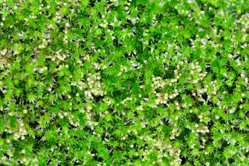 Fototapeta na wymiar Natural green moss 