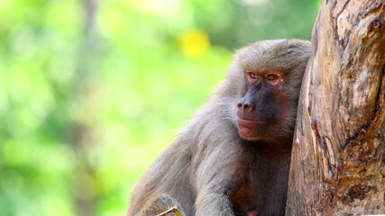 Sad monkey near a tree