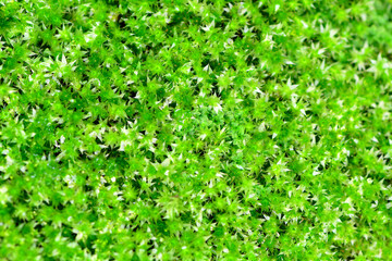 Obraz premium Natural green moss 