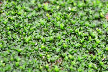 Natural green moss 
