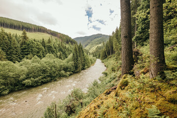A path with trees on the side of a mountain