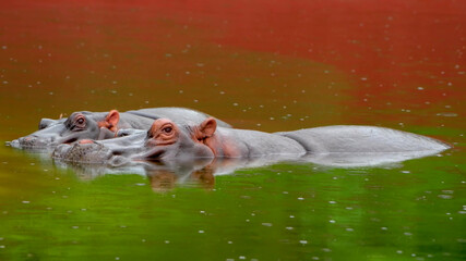 Two huge hippos in the water
