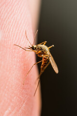 Zika, Leishmaniasis, Encephalitis, Yellow Fever, Dengue, Malaria Disease, Mayaro, EEEV or EEE Virus Infectious Culex Mosquito Parasite Insect on Dark Background