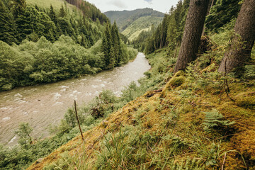 A close up of a hillside next to a forest