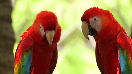 Two sad colored parrots