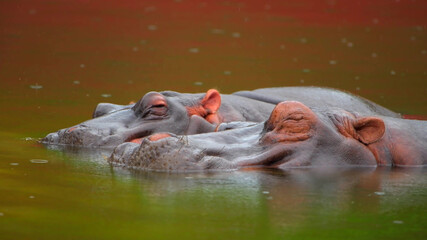 Two resting hippos close up
