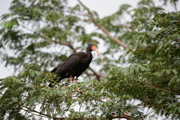 tapicuru (Phimosus infuscatus)