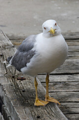 goéland,mouette