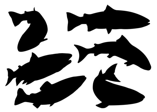 Fish salmon in the set. Vector image.